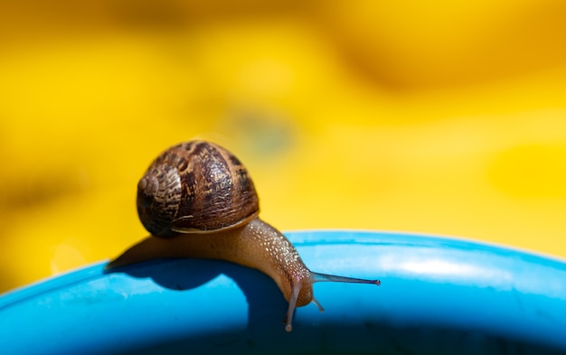 Un escargot dans un fond jaune et bleu