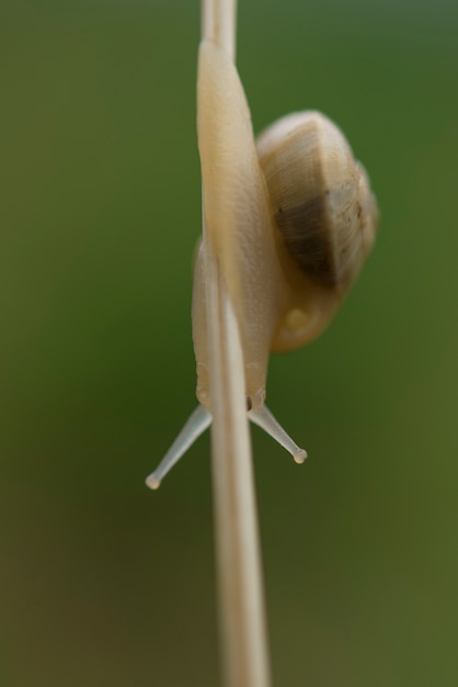 Escargot dans l'herbe