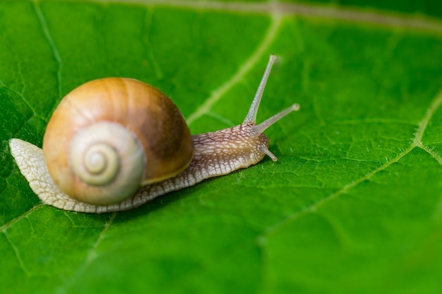 Escargot dans le jardin sur feuille verte.