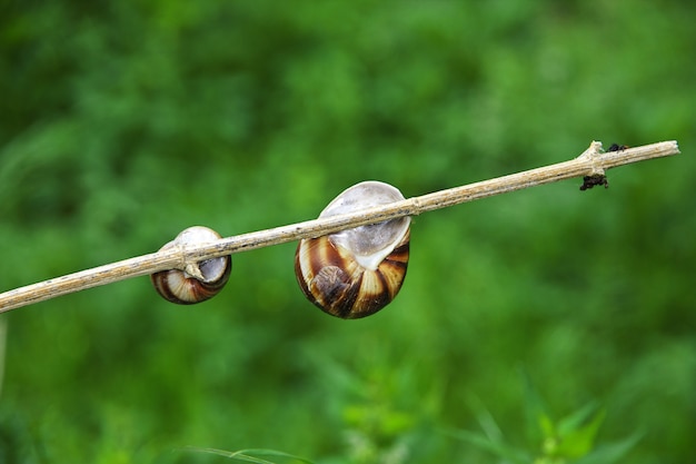 L'escargot dans les montagnes du Caucase, en Arménie