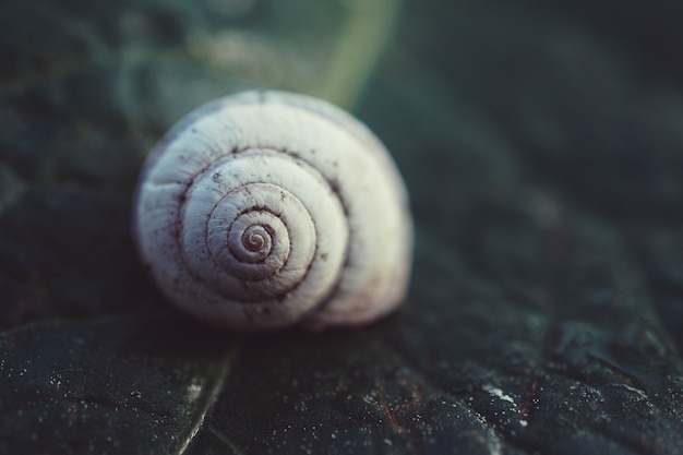 escargot dans la nature