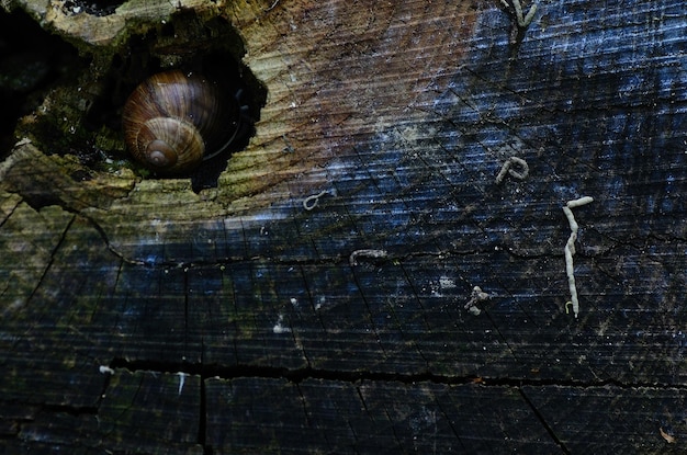 Escargot dans un tronc d'arbre