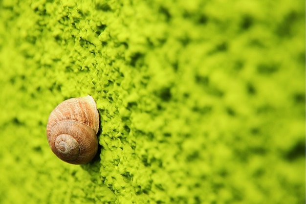 Photo escargot écologique