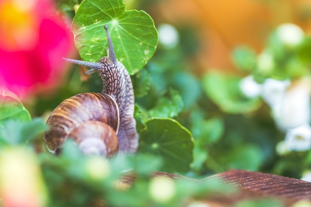 Escargot entre les fleurs et les feuilles dans le propre jardin se bouchent