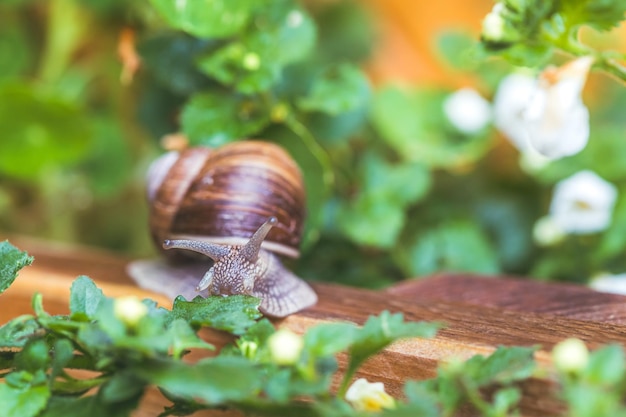 Escargot entre les fleurs et les feuilles dans le propre jardin se bouchent