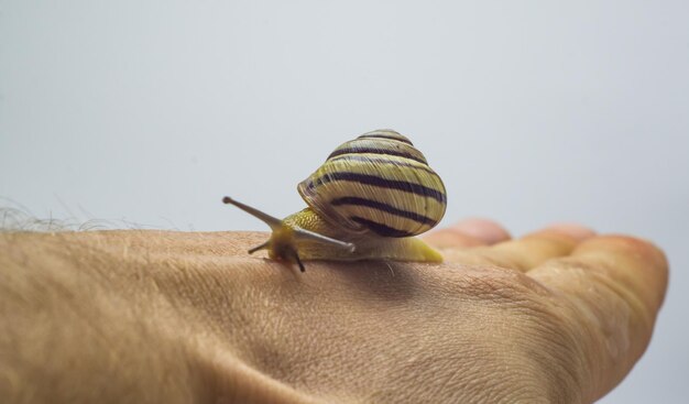 l'escargot est assis sur la main d'un homme