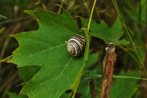 Photo un escargot sur une feuille est vu sur une feuille verte.