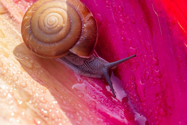 Escargot sur feuille rougeEscargot sur feuille rougePetit escargot brun sur feuille verte