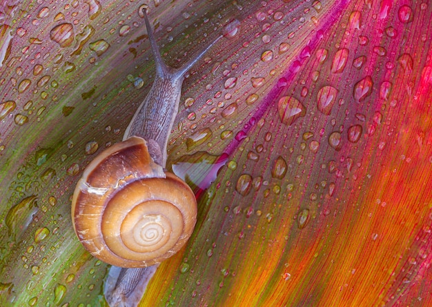 Escargot sur feuille rougePetit escargot brun sur feuille verteEscargot rampant sur feuilleAbstrait gouttes d'eau