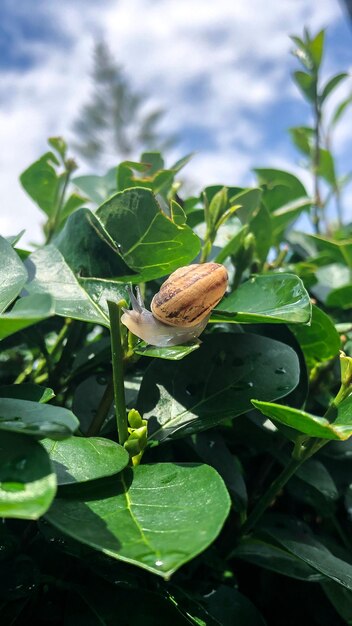 Photo un escargot sur une feuille verte avec le mot escargot dessus