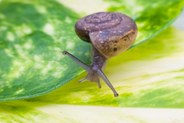 Escargot sur une feuille verte