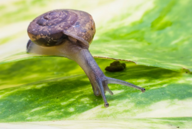 Escargot sur une feuille verte