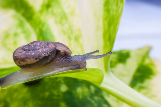 Escargot sur une feuille verte