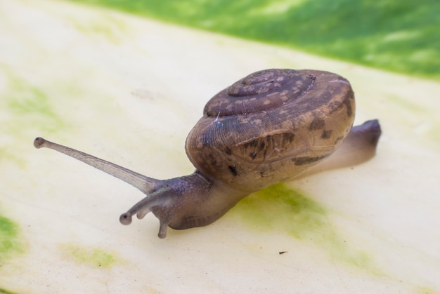 Escargot sur une feuille verte