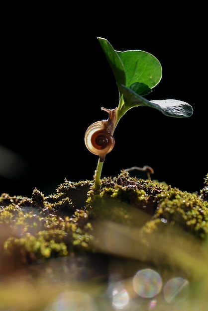 escargot sur feuille