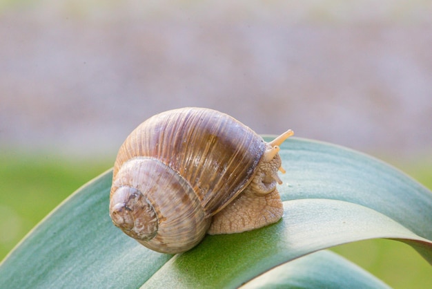 Un escargot sur une feuille