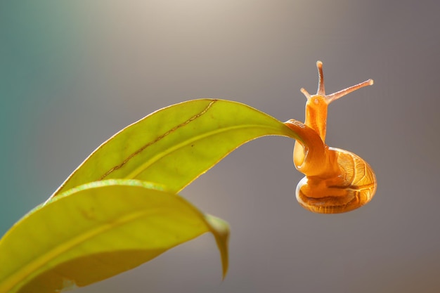 escargot sur fleur sur fond de nature