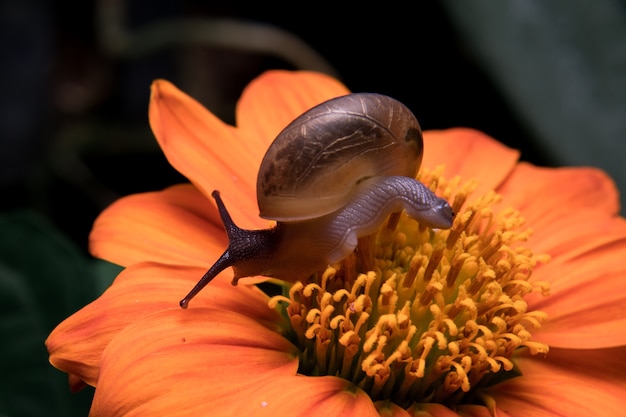 Escargot sur fleur d&#39;oranger