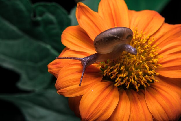 Escargot sur fleur d&#39;oranger