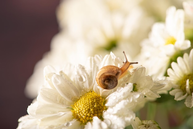 Escargot et fleurs petit escargot sur de belles fleurs blanches et jaunes vues par un objectif macro mise au point sélective