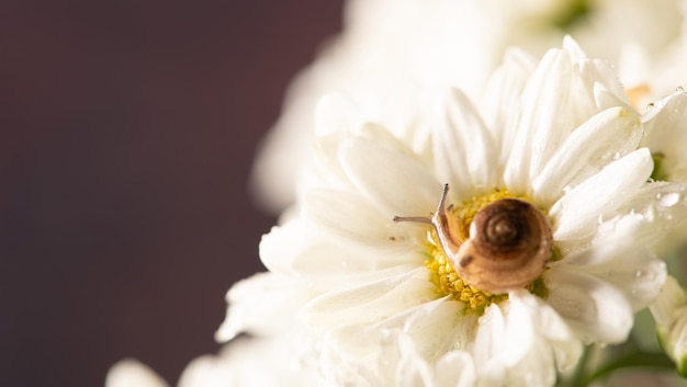 Escargot et fleurs petit escargot sur de belles fleurs blanches et jaunes vues par un objectif macro mise au point sélective