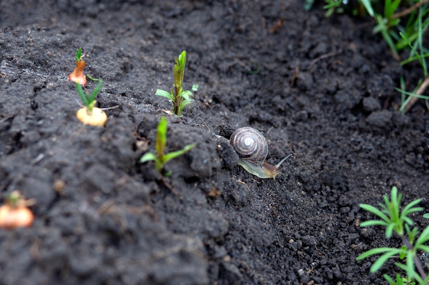 escargot sur fond noir parmi les jeunes plantes