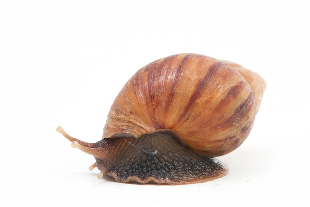 Escargot géant africain isolé sur fond blanc