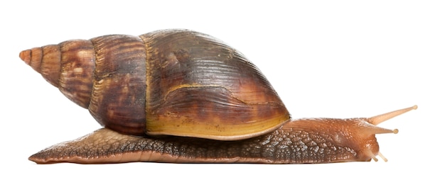 Escargot géant d'Afrique, Achatina fulica, 5 mois, ion blanc isolé