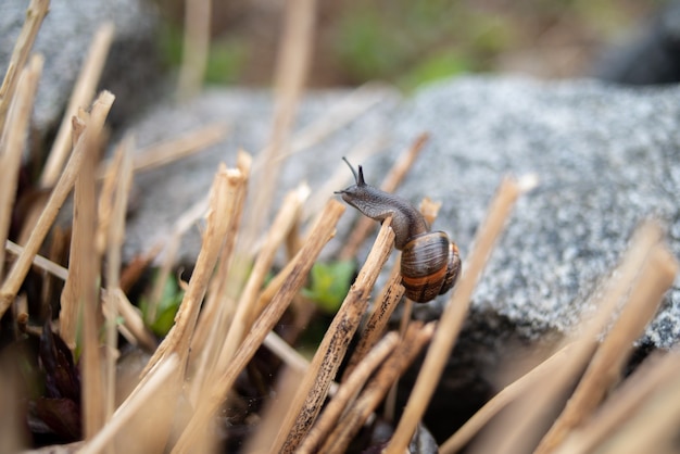 Escargot grimpant sur l'herbe