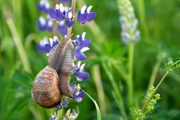 Escargot grimpant sur la tige de fleur de lupin bleu en fleurs dans le champ d'été