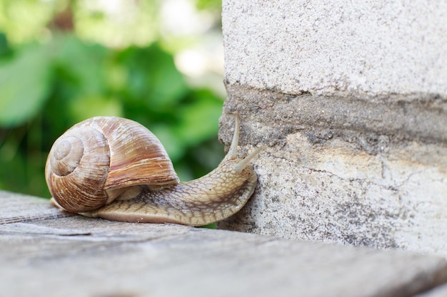 L'escargot grimpe au mur dans le jardin