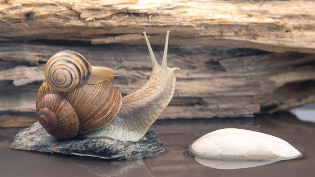 l'escargot grimpe de pierre en pierre. mollusque et invertébré.