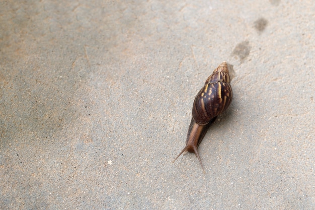 Escargot gros plan dans le jardin