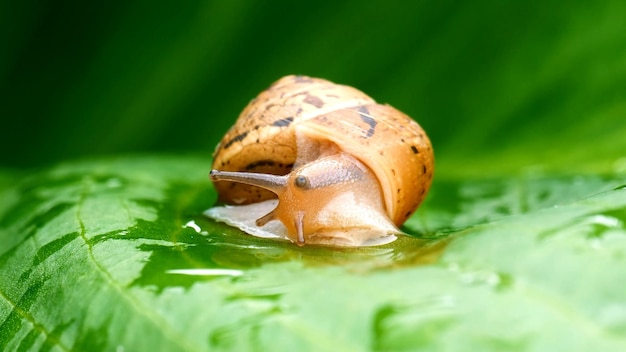 Photo l'escargot sur un gros plan de feuille