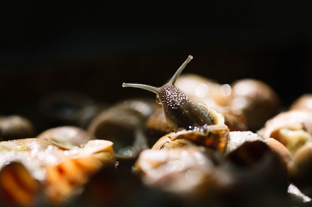 Escargot en gros plan pendant la préparation. Plats typiques en Catalogne, Espagne