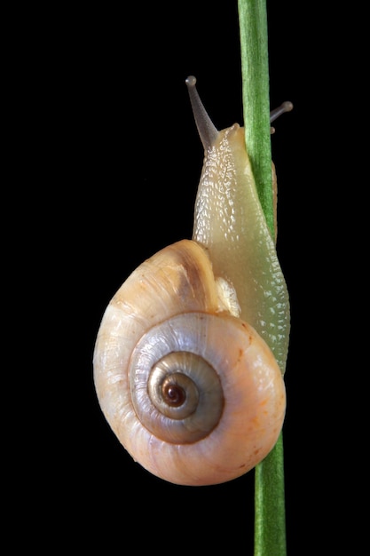 Photo escargot avec une grosse tête sur une tige verte