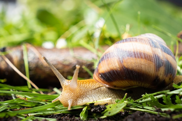 L'escargot Helix pomatia rampe tranquillement sur l'herbe