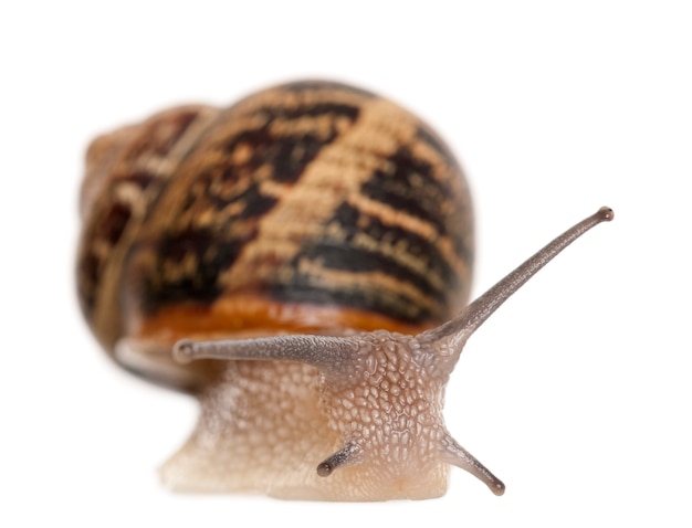 Escargot de jardin sur blanc isolé