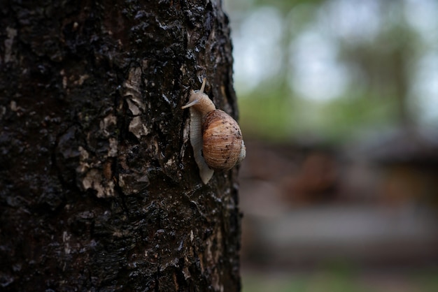 Escargot de jardin sur l'écorce des arbres sous la pluie. Helix pomatia, nom commun d'escargot romain, d'escargot de Bourgogne, d'escargot comestible ou d'escargot. Mise au point sélective douce.