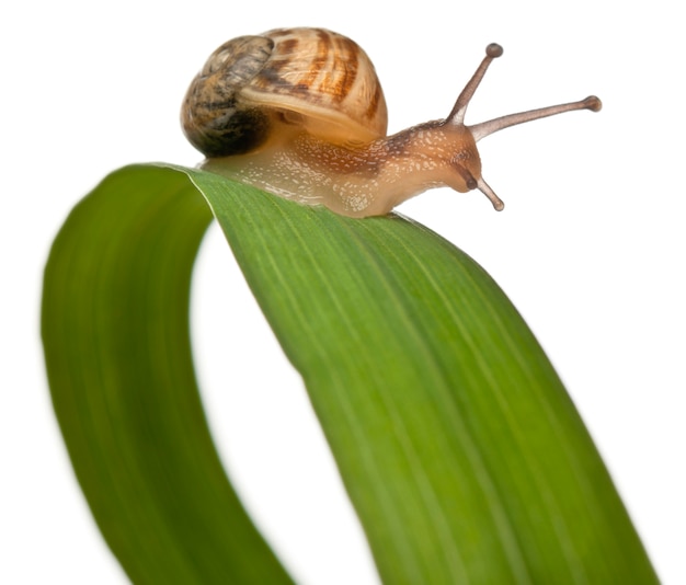 Escargot de jardin - Helix aspersa