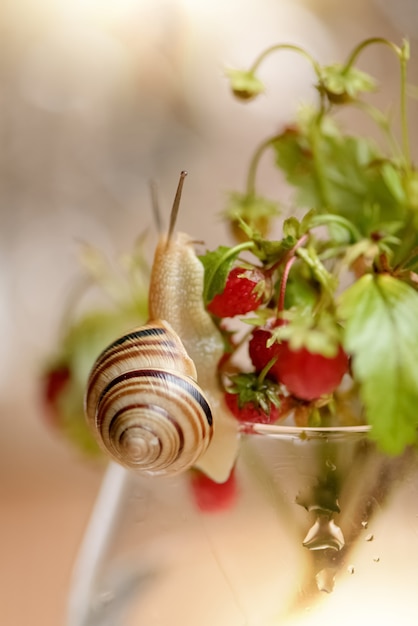 Escargot de jardin mignon rampe sur un tas de brins de fraises sauvages avec des baies mûres