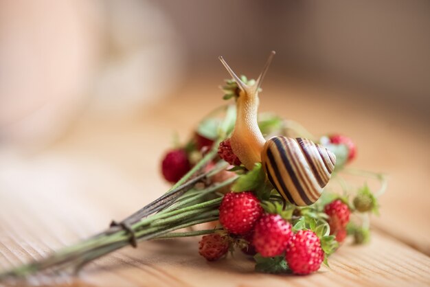 Escargot de jardin mignon rampe sur un tas de brins de fraises sauvages avec des baies mûres