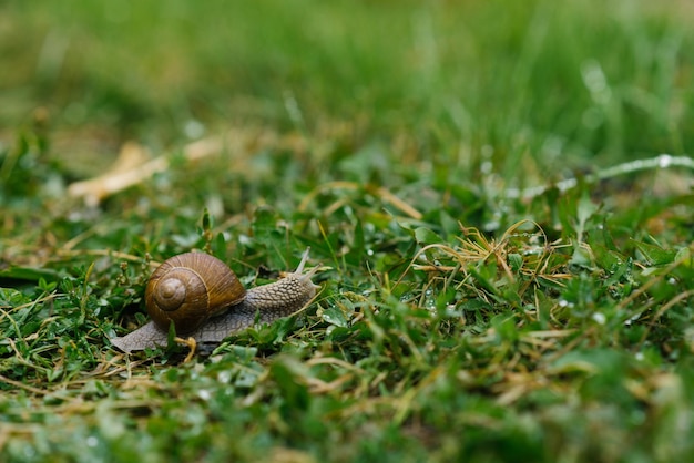 L'escargot de jardin rampe sur l'herbe verte en été