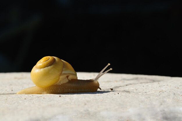 Escargot jaune sur fond noir