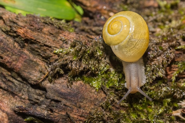 Escargot jaune rampant sur un vieux tronc d'arbre avec de la mousse à droite