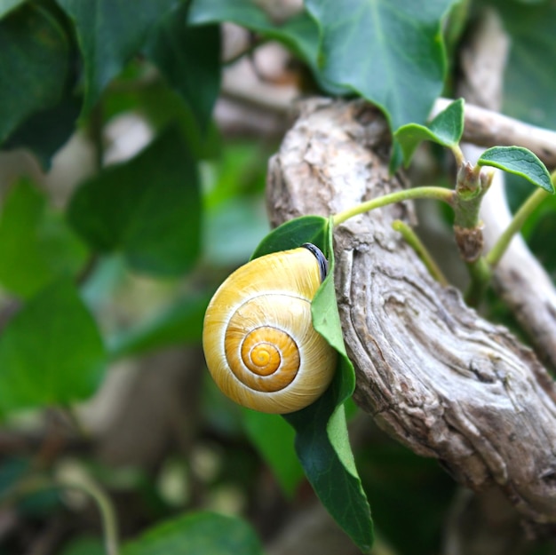 Escargot jaune