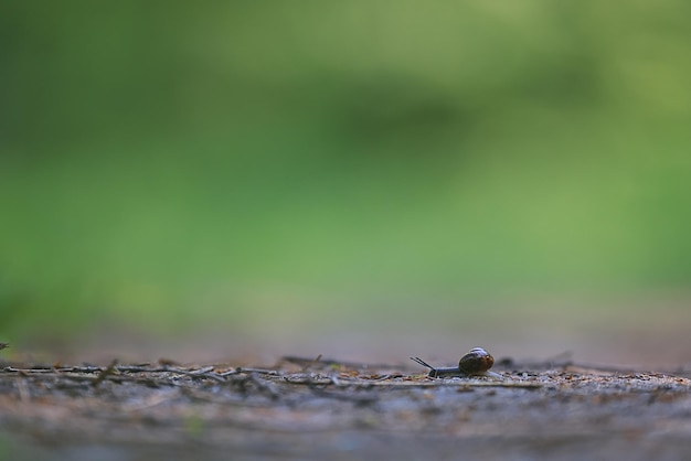 escargot lent macro jardin la nature est petite