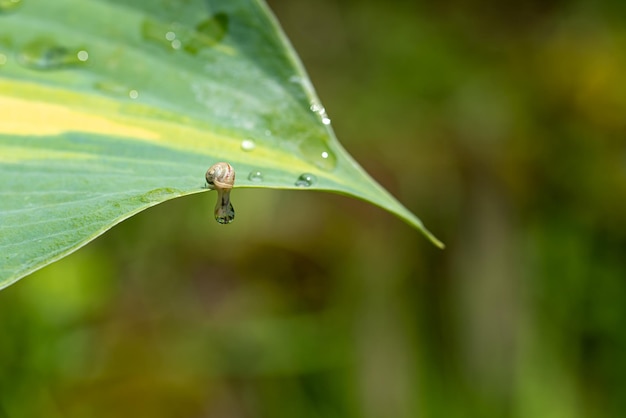 Escargot à lèvres blanches sur feuille verte d'hosta