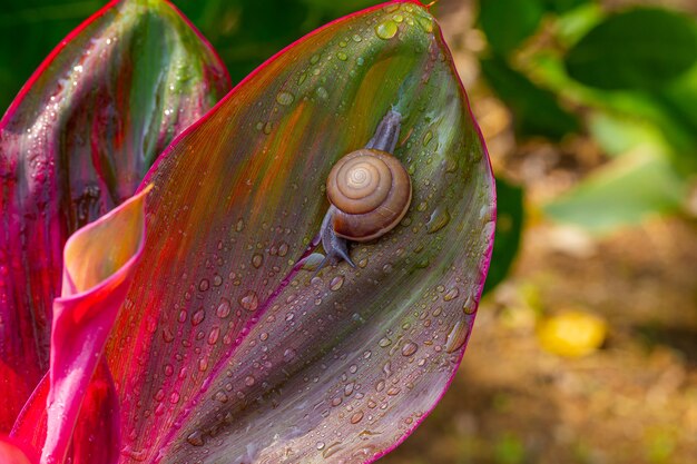 Escargot macro sur feuille rouge escargot gros plan sur une feuille rouge avec un trou en forme de coeur