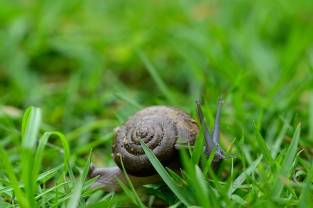 Escargot marchant sur l'herbe